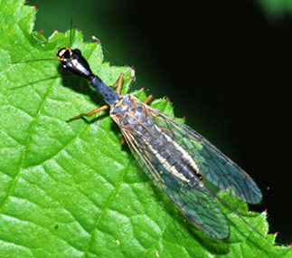 chrysopa da ident - No, Dichrostigma flavipes